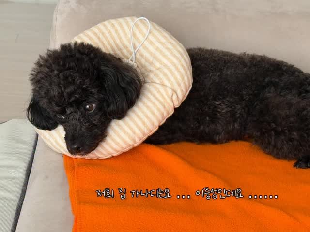 iam_aebong 게시물 이미지: 유치원을 보낼 수밖에 없는 이유 •••

#애견릴스 #애견릴스타그램 #애견릴스도전...