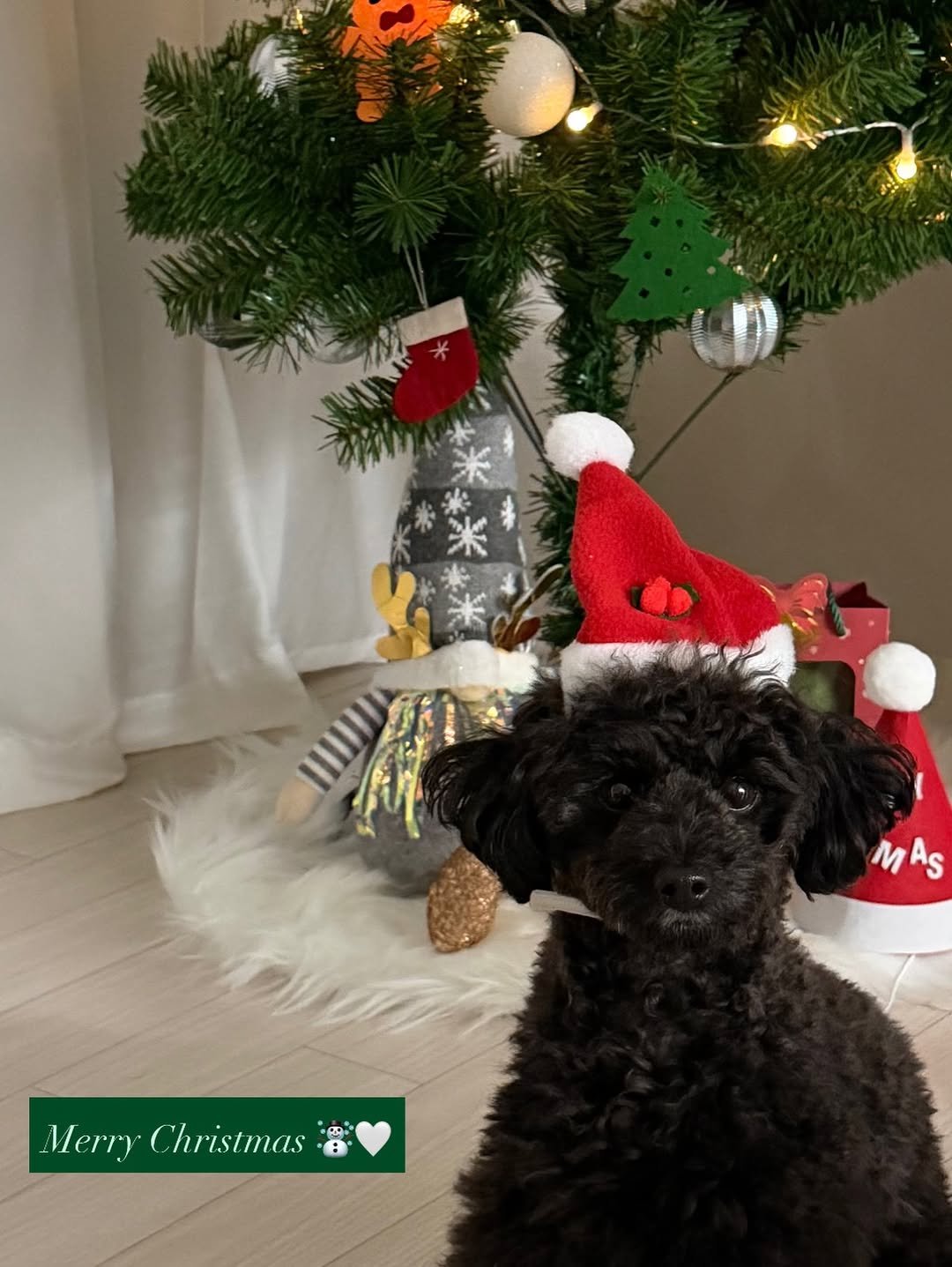 Photo by 쫄보 김애봉 𐙚 on December 25, 2025. May be an image of animal, christmas tree and text that says '米米米果 M MAS As Merry Christmas MerryChristmas R+'.