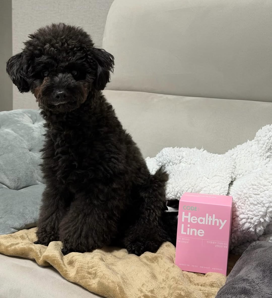 Photo shared by 쫄보 김애봉 𐙚 on January 16, 2026 tagging @vialcode_official. May be an image of dog, petfood and text.