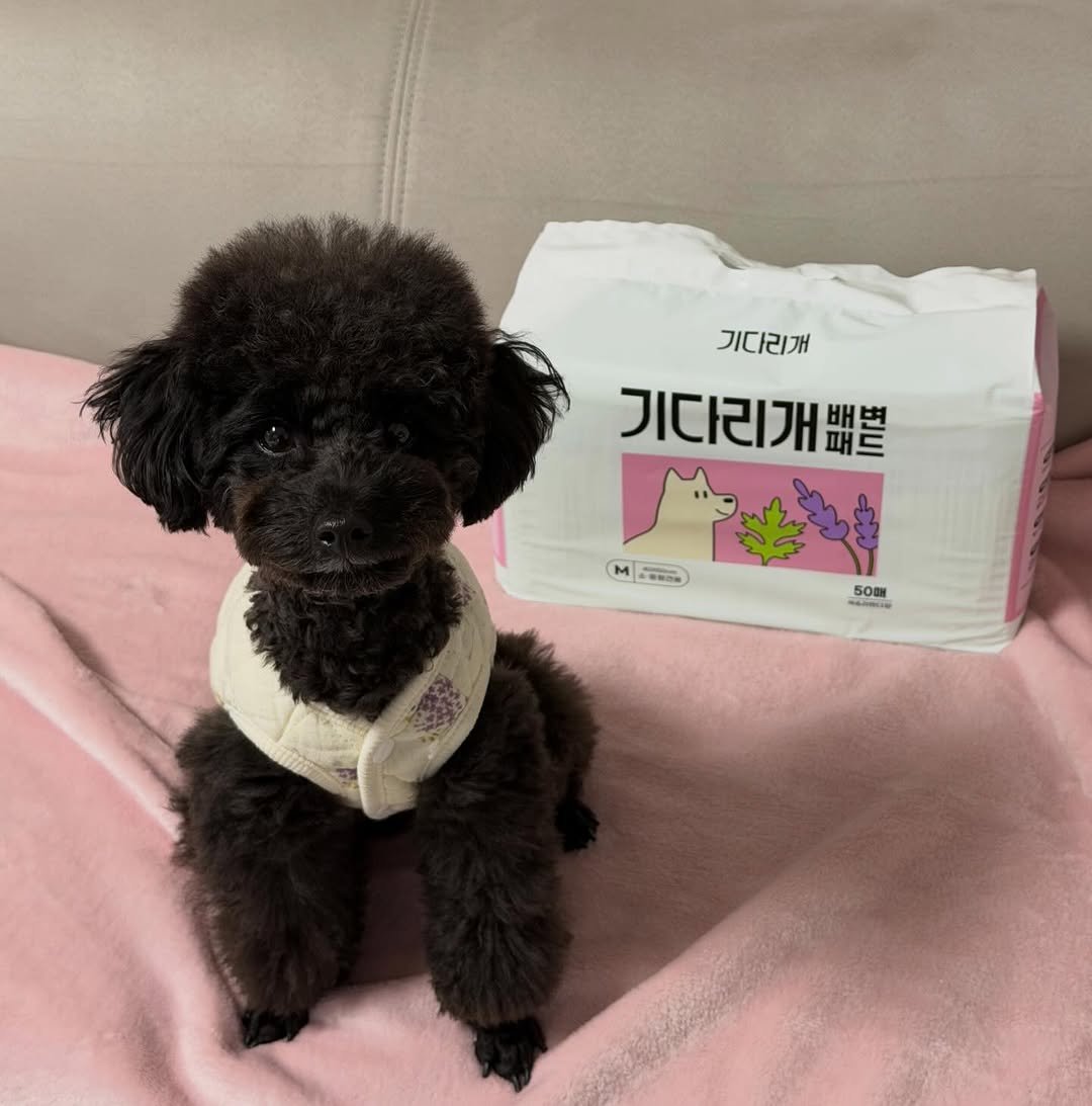 Photo shared by 쫄보 김애봉 𐙚 on February 03, 2026 tagging @gidarigae. May be an image of petfood, diaper and text.