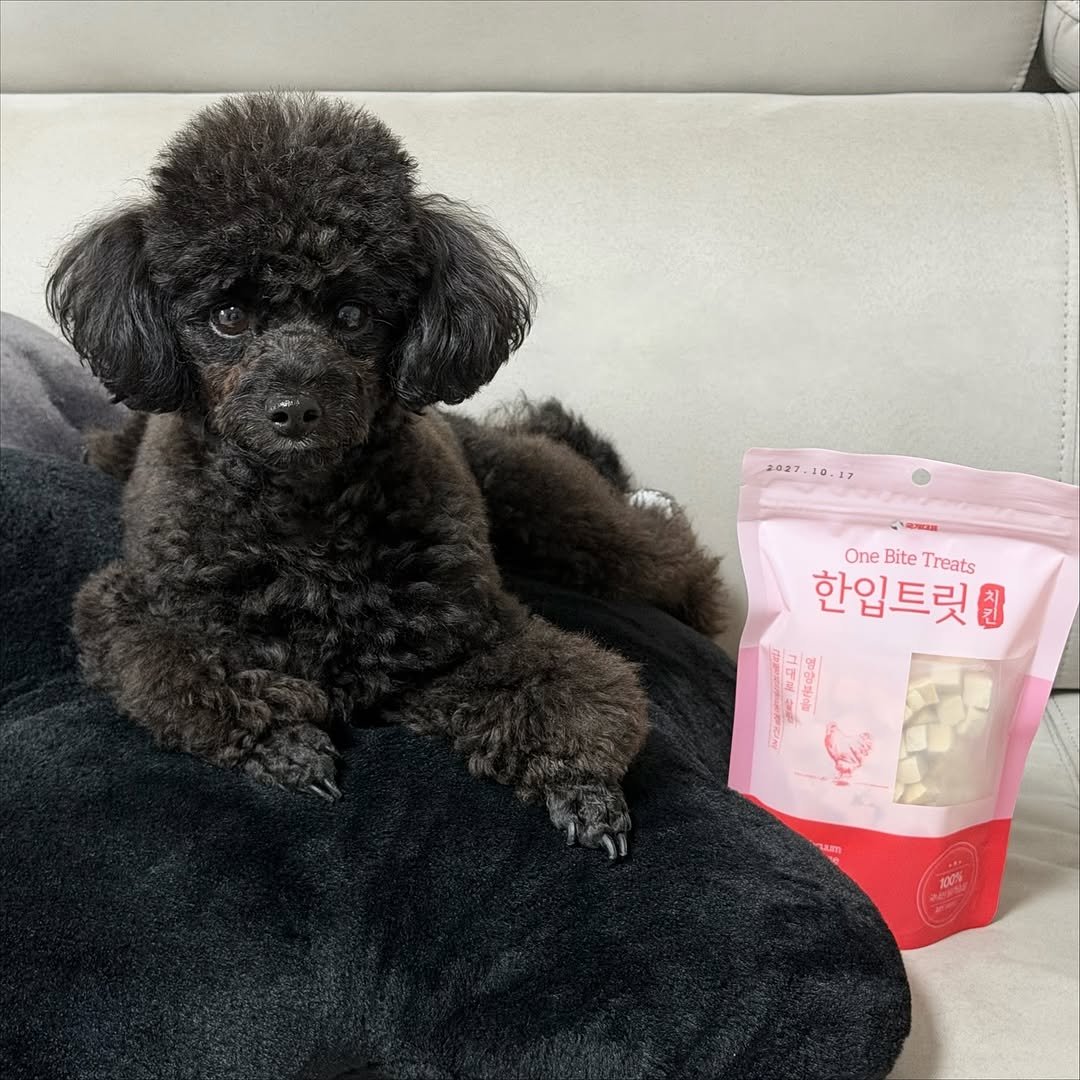 Photo shared by 쫄보 김애봉 𐙚 on November 19, 2025 tagging @coreadog. May be an image of text.