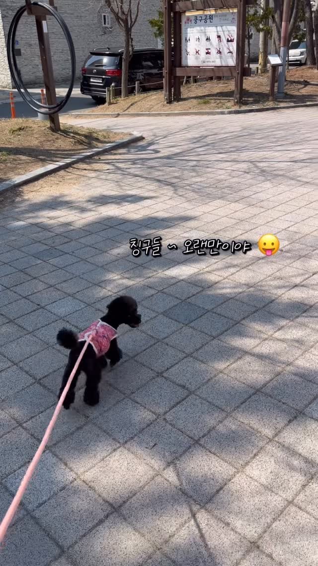 iam_aebong 게시물 이미지: #제품제공 

🏷️ @pupo__official 

애봉이의 산책 후 관리 필수템...