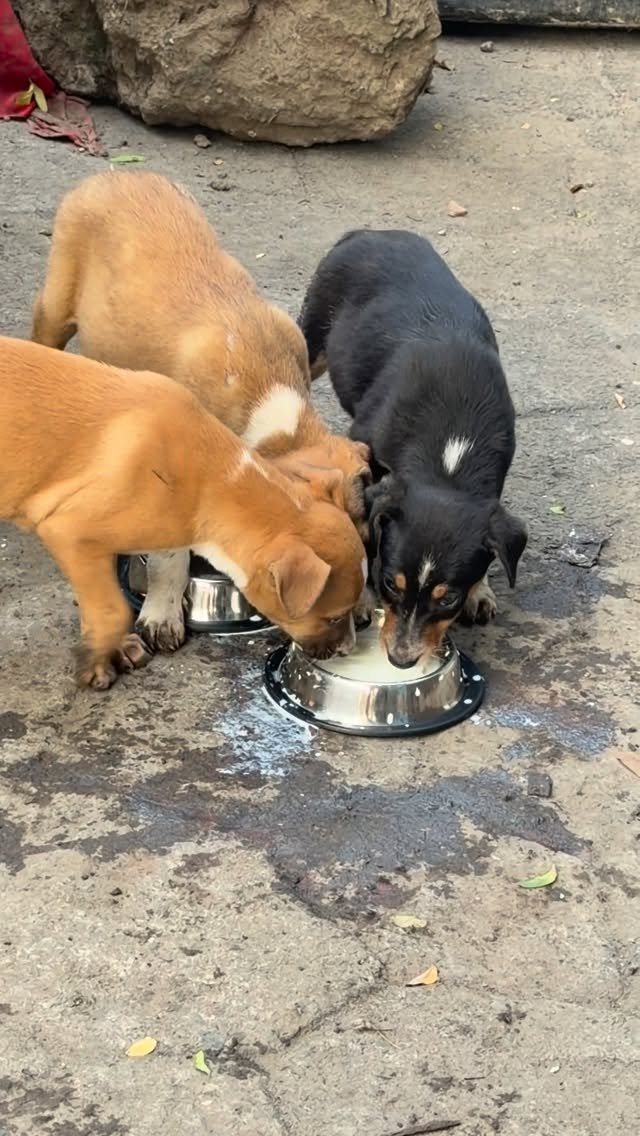 iamhussainmansuri 게시물 이미지: Love is a four legged word💯☺️❤️ #humanity...