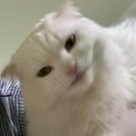 kwonhodoo 프로필 사진