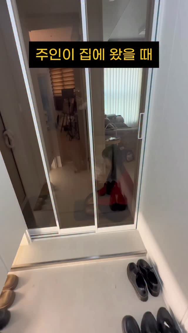 ifour_i4 게시물 이미지: 동물이 사람이 된다면?