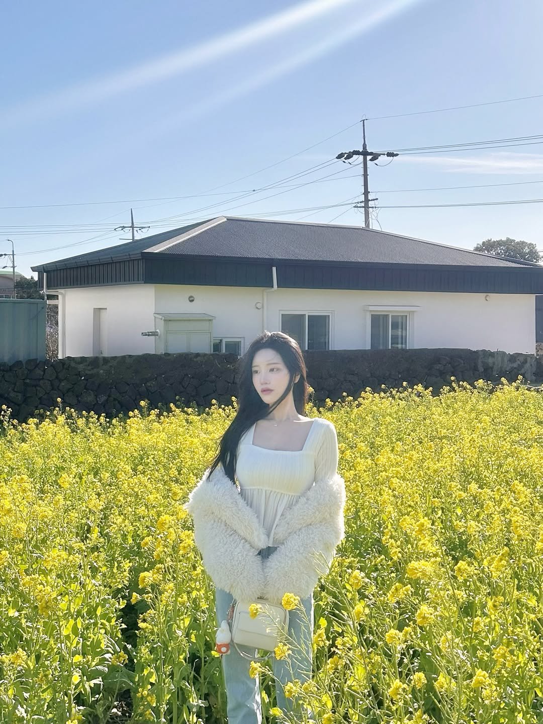 ii_ssum 게시물 이미지: 벚꽃 피기전 유채꽃🌼