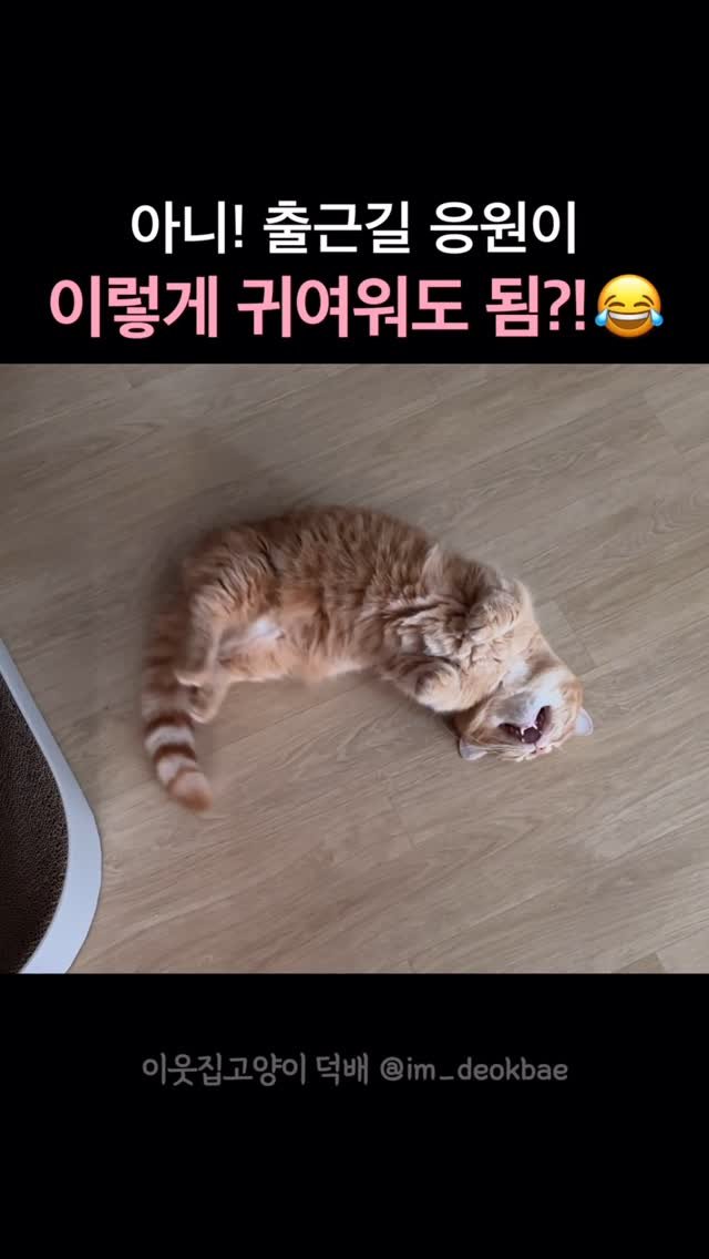 im_deokbae 게시물 이미지: 팀장님 저 내일 연차씀ㅁ ㅣㄷ….
#애교냥이 #미쵸따 #출근길 #심쿵