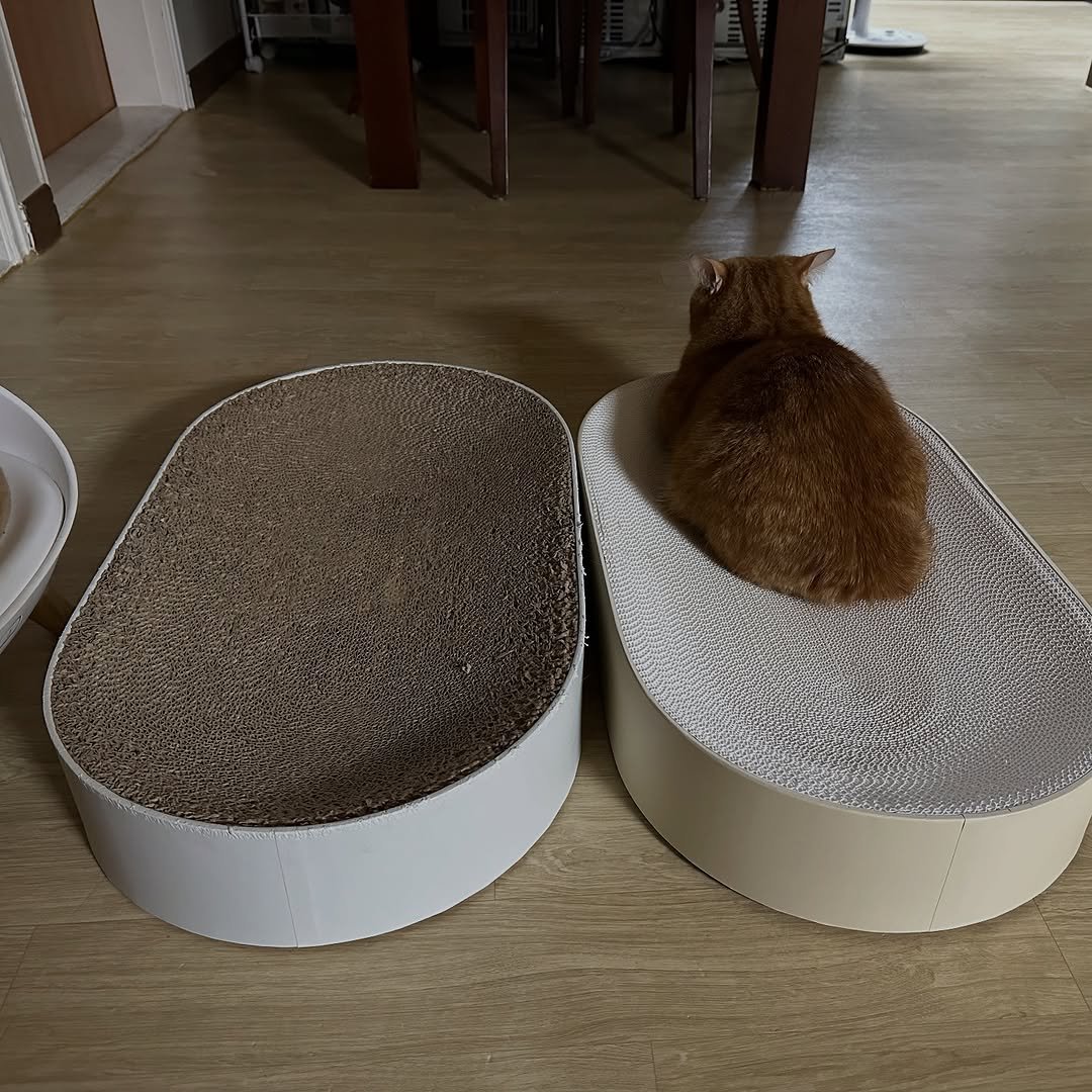 Photo by 이웃집고양이 덕배 on October 21, 2025.