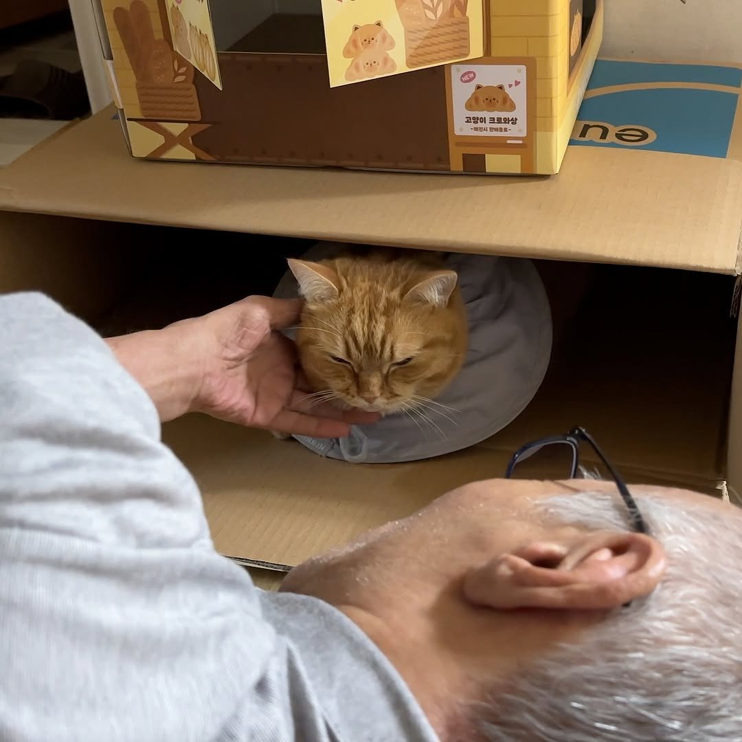 Photo by 이웃집고양이 덕배 on July 27, 2025. May be an image of 1 person, kitten, Abyssinian cat, carton, box and text.