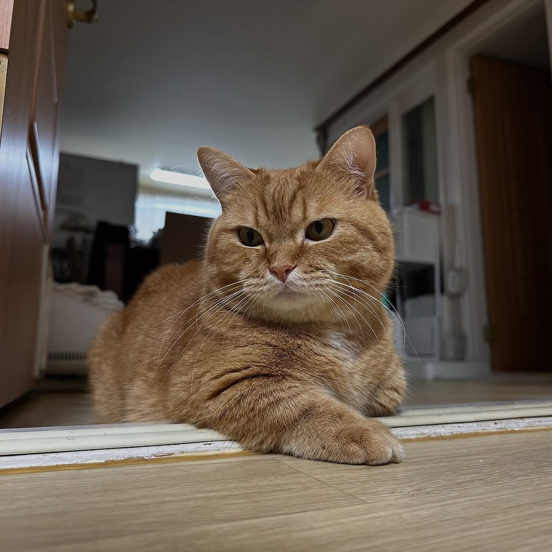 Photo by 이웃집고양이 덕배 on September 11, 2025. May be an image of ragdoll cat, kitten, Abyssinian cat, Persian cat and text.