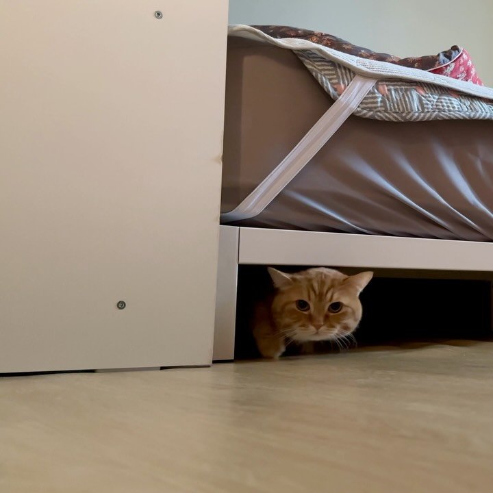 im_deokbae 게시물 이미지: 덕배숭이 하나 덕배숭이 둘 덕배숭이 셋…… 덕배숭이 153748

침대밑에서...