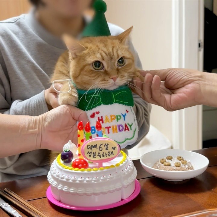 im_deokbae 게시물 이미지: HBD 덕배🎂✨
항상 건강하고 행복하자 🐱👴🏻👵🏻👩🏻👨🏻🩷

#생일 #고양이...