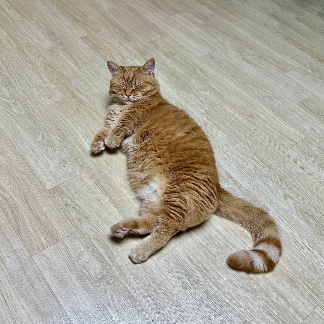 Photo by 이웃집고양이 덕배 on March 09, 2026. May be an image of Abyssinian cat, kitten, Persian cat, carpet and text.