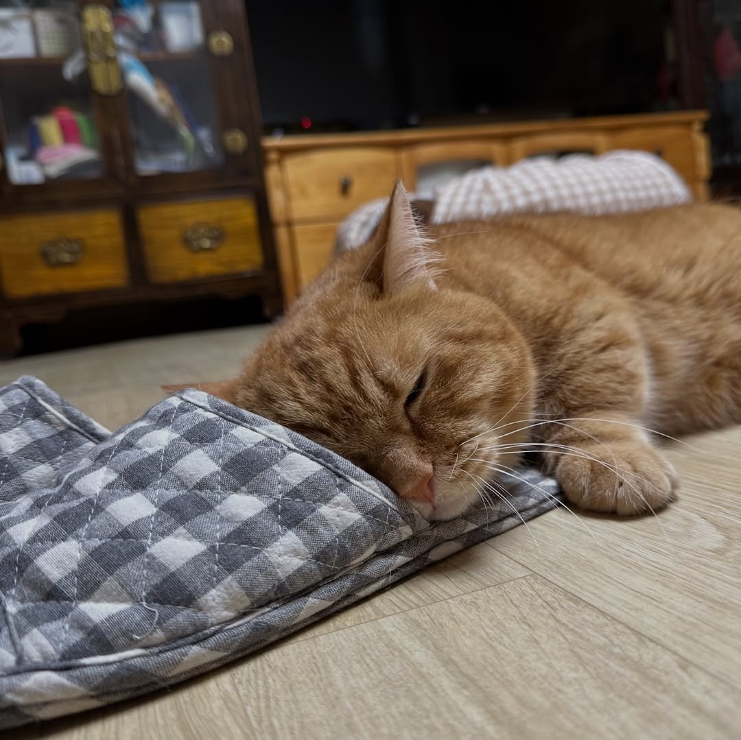 Photo by 이웃집고양이 덕배 on September 05, 2025. May be an image of sleeping, kitten, Abyssinian cat and text.