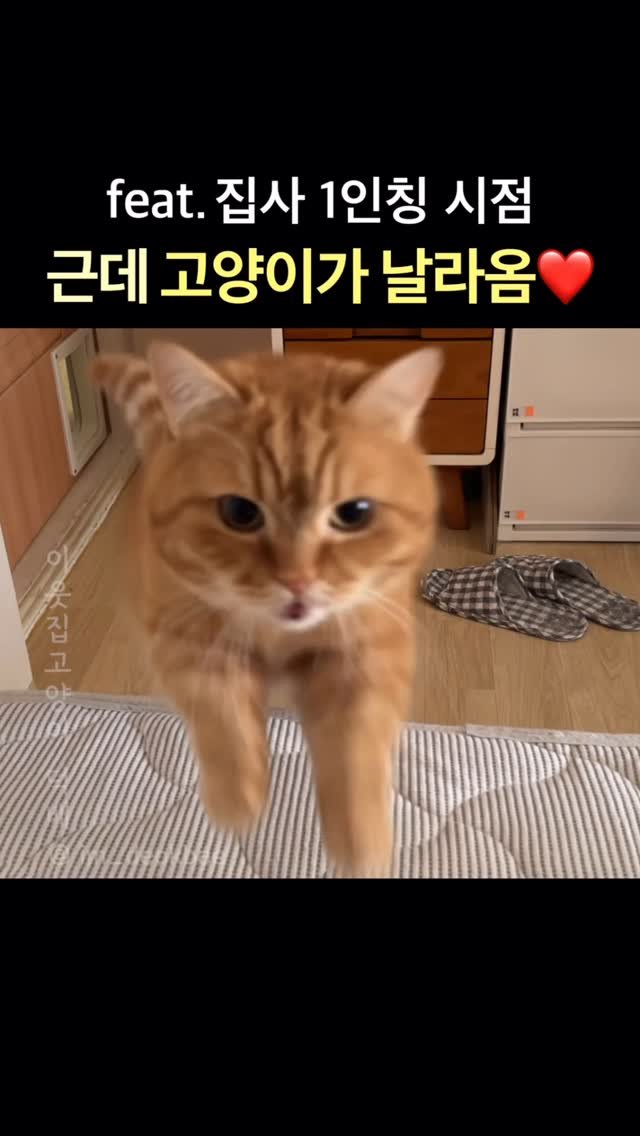 im_deokbae 게시물 이미지: 덕배 로켓 발사 🚀✨❤️
#고양이일상 #고양이 #집사일상 #귀여운 #이웃집고양이덕배