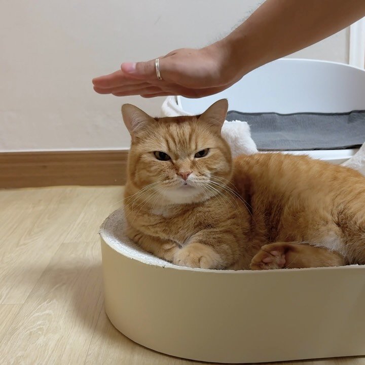 im_deokbae 게시물 이미지: 가만히 있는 고양이 참지 못함 참지 못해 어케 참음?!
유튜브 브이로그 업로드...