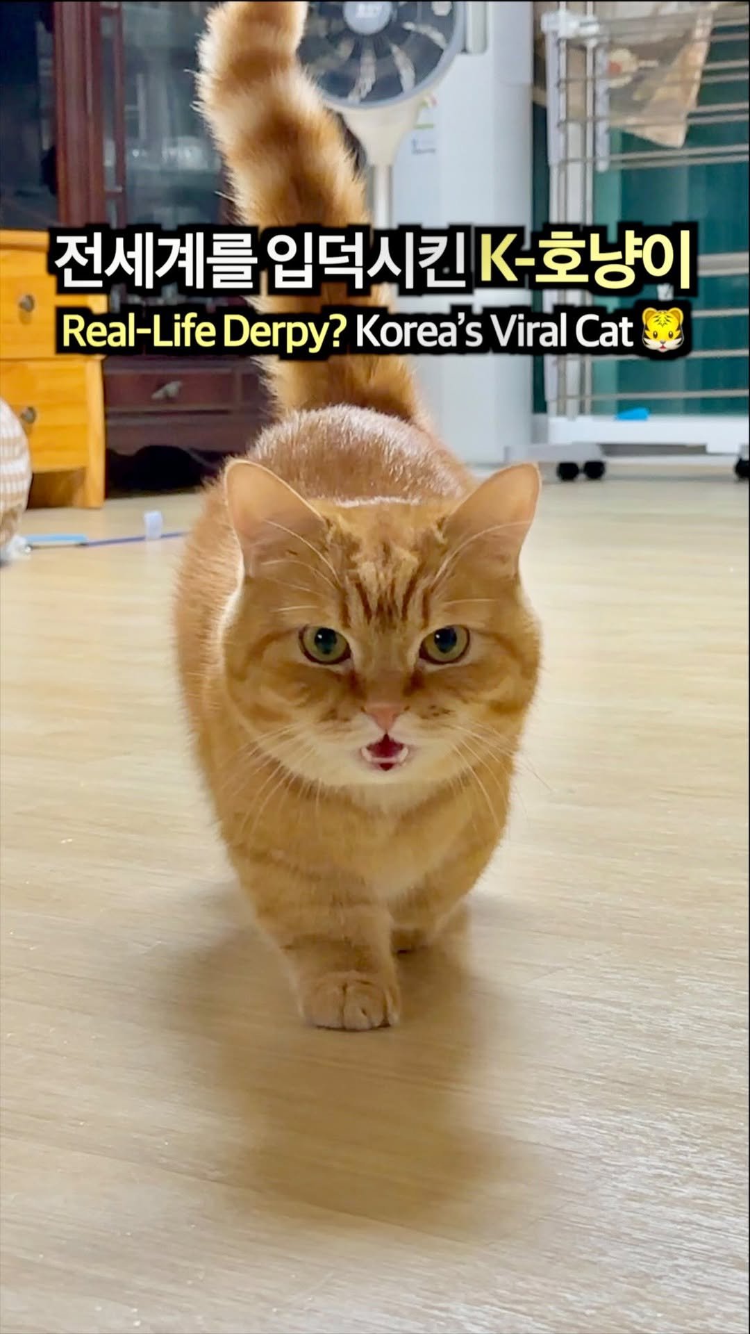 im_deokbae 게시물 이미지: Real-life Derpy?! My love Deokbae🐱❤️

#고양이릴스...