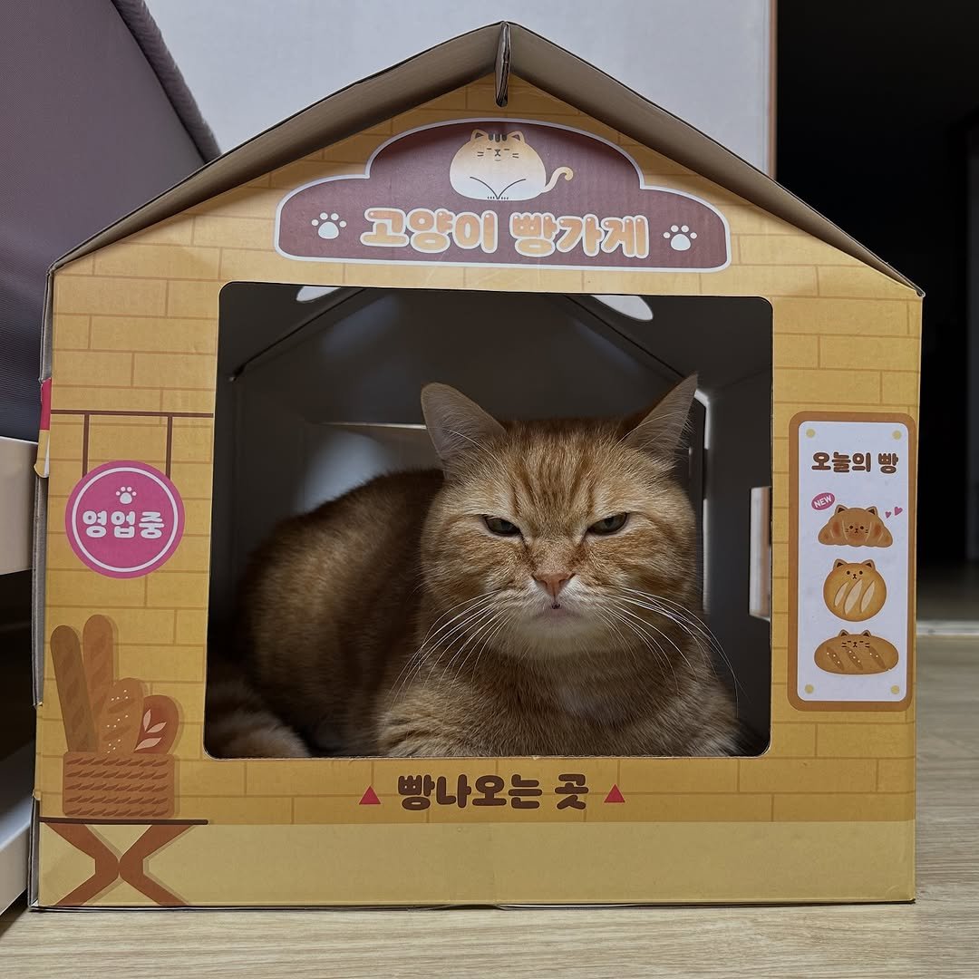 Photo by 이웃집고양이 덕배 on November 13, 2025. May be an image of cat and text that says '고양이 고양이빵가게 빵가게 영업중 오늘의 빵 HOCIY 빵나오는곳 곳'.