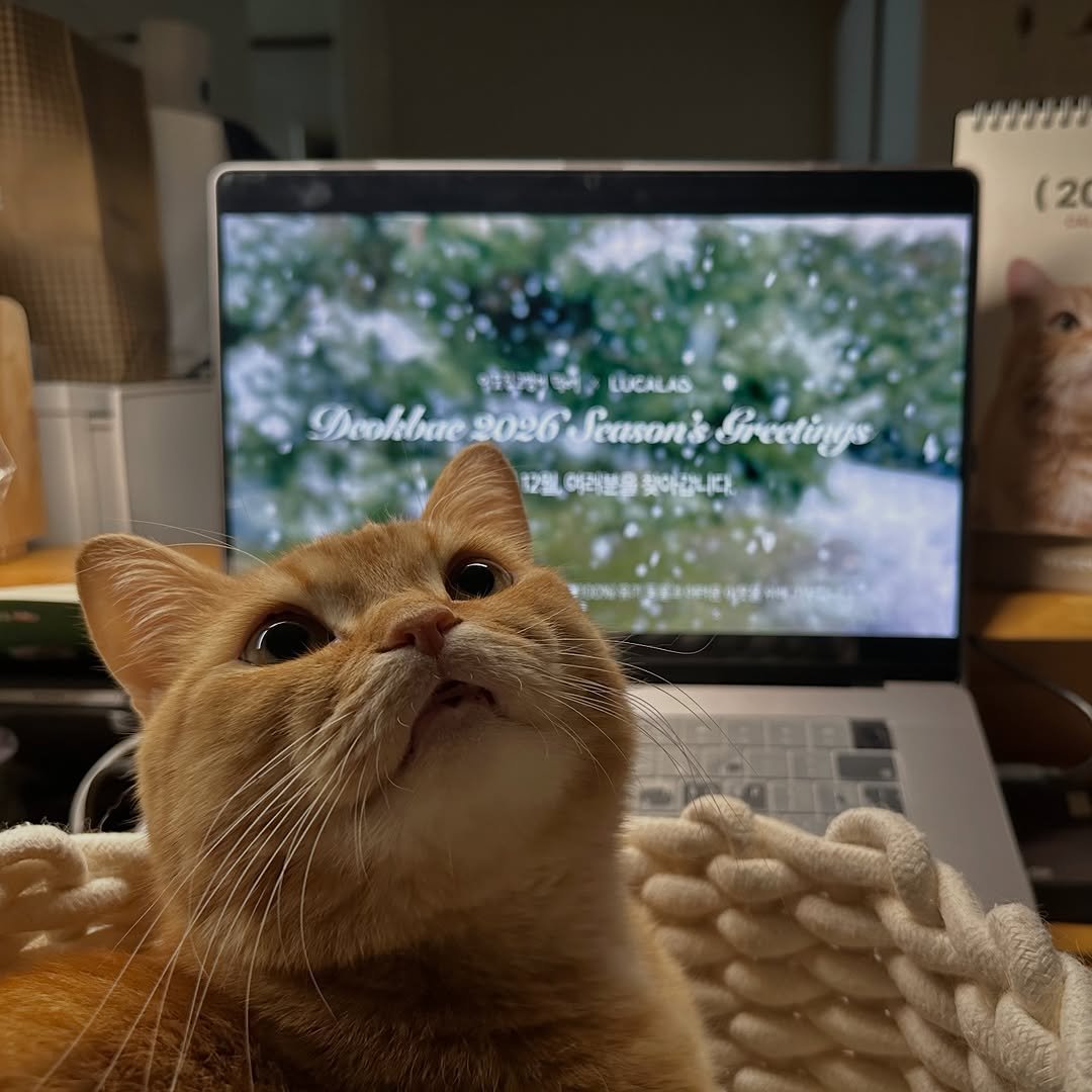 Photo by 이웃집고양이 덕배 on December 14, 2025. May be an image of Abyssinian cat, kitten, Persian cat, laptop and text.