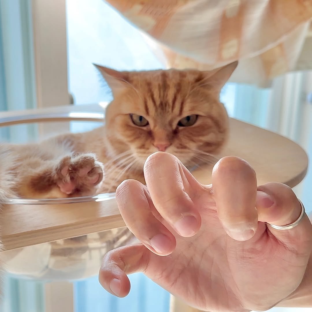 Photo by 이웃집고양이 덕배 on March 15, 2026. May be an image of ragdoll cat, Abyssinian cat, kitten, Persian cat and text.