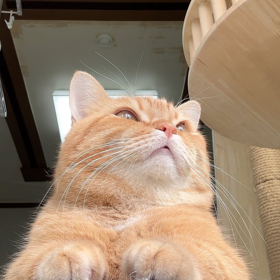 Photo by 이웃집고양이 덕배 on November 02, 2025. May be an image of cat.