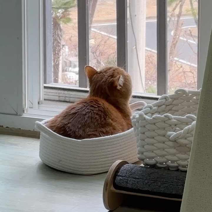 im_deokbae 게시물 이미지: 가슴이 몽글몽글해 지는 춘남 덕배숭이 뒷모습🩷

이번주 브이로그 업로드...