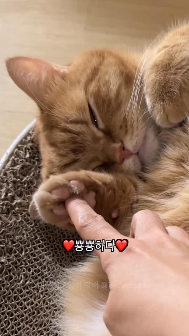 im_deokbae 게시물 이미지: 트렌드 따라가기(사심채우기)🕺🏻🎶

#매끈매끈 #고양이일상 #집사일상 #고양이릴스 #고양이