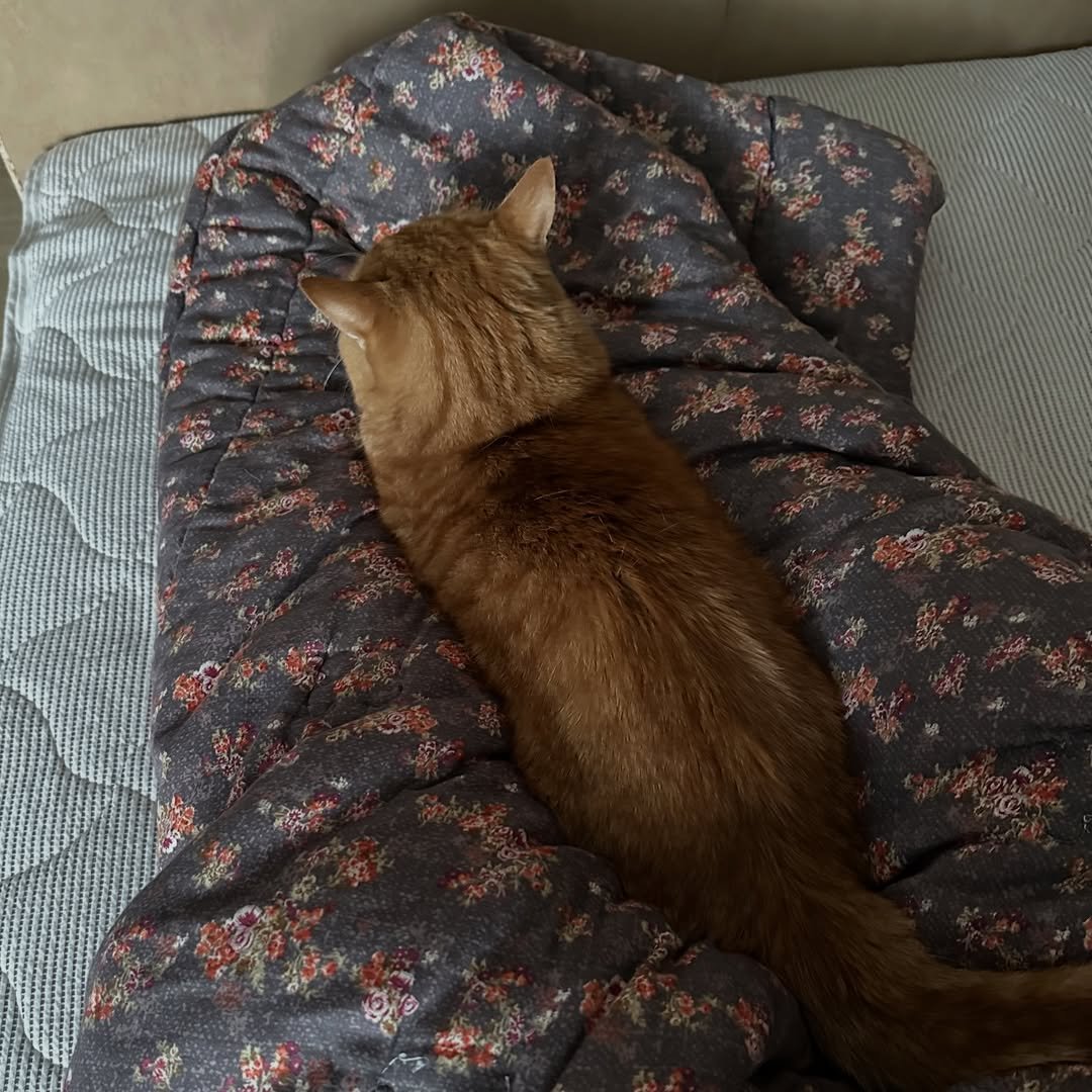 Photo by 이웃집고양이 덕배 on December 19, 2025. May be an image of tortoiseshell cat, Abyssinian cat, kitten, blanket and text.