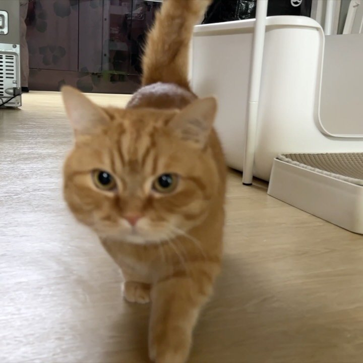 im_deokbae 게시물 이미지: 할무니 몰래 싱크대 구경하다가 👀💦
무안한 덕배숭이의 이번주 일상 브이로그 업로드...