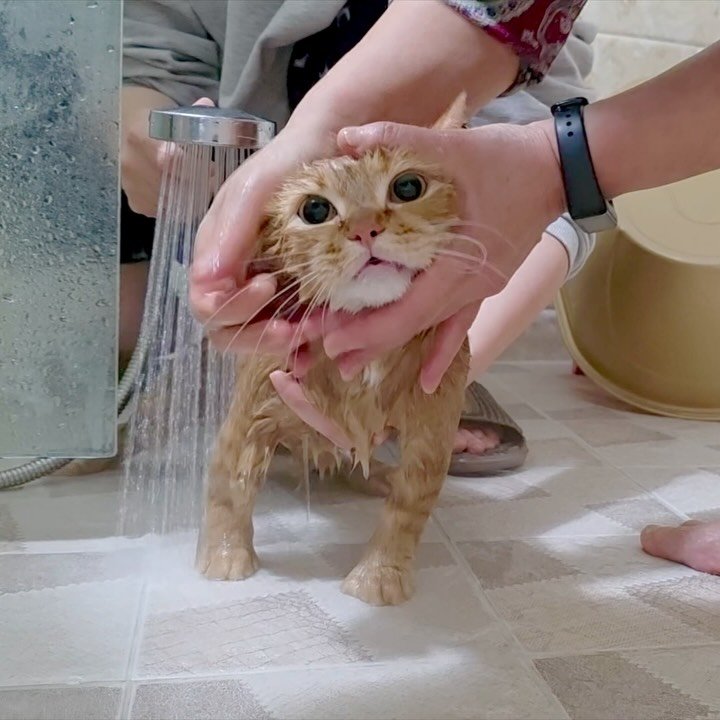 im_deokbae 게시물 이미지: 슬픈 예감은 틀린 적이 없었더랬다…..⭐️
덕배숭이 보너스 냥빨 사연담은 💦 
1월...