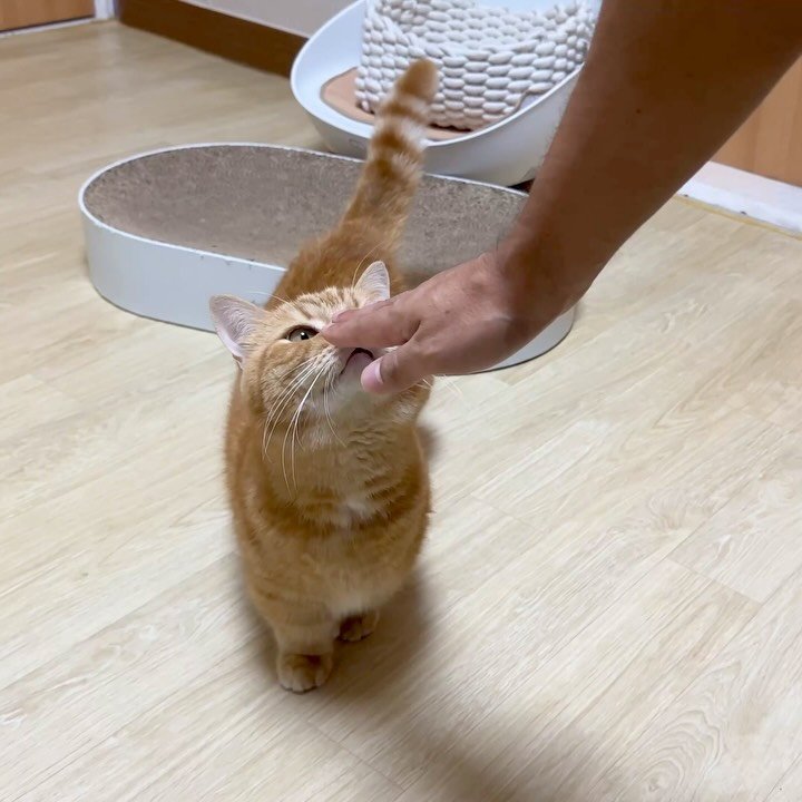 im_deokbae 게시물 이미지: 덕배숭이 브이로그 업로드 완료 🙌🏻❤️

#고양이일상 #집사일상...