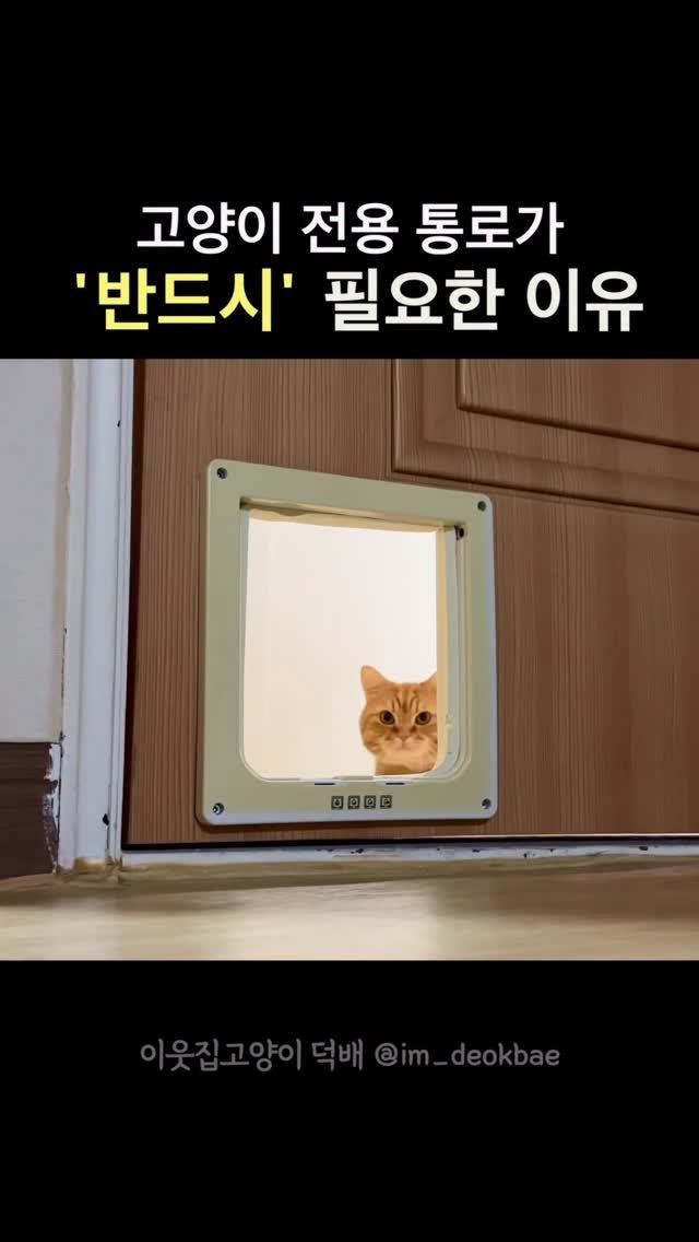 im_deokbae 게시물 이미지: 고양이 전용 통로의 올바른 사용 예시 

집사 인생 주토피아보다...
