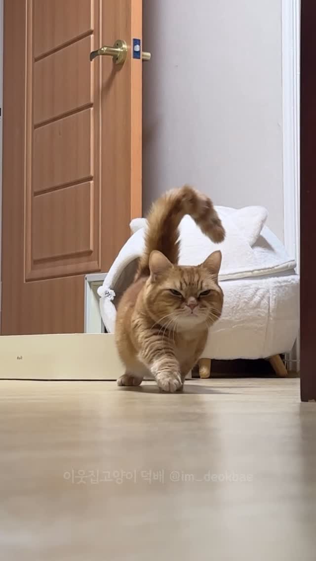 im_deokbae 게시물 이미지: 얼굴 큰 고양이의 귀여운 밥시간🍚❤️

#고양이 #고양이일상 #집사 #집사일상...