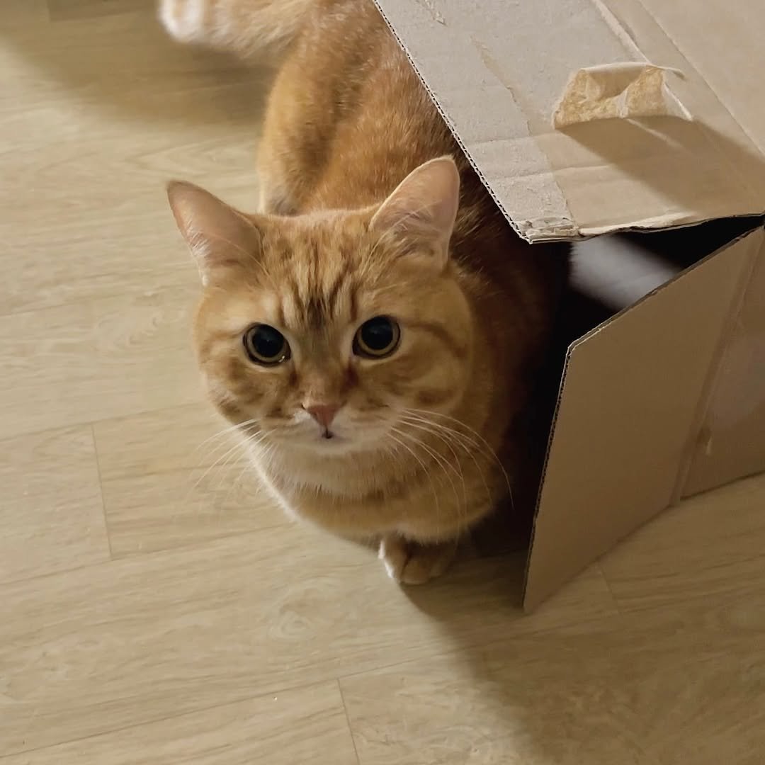 Photo by 이웃집고양이 덕배 on September 28, 2025. May be an image of Abyssinian cat, kitten, box, carton and text.