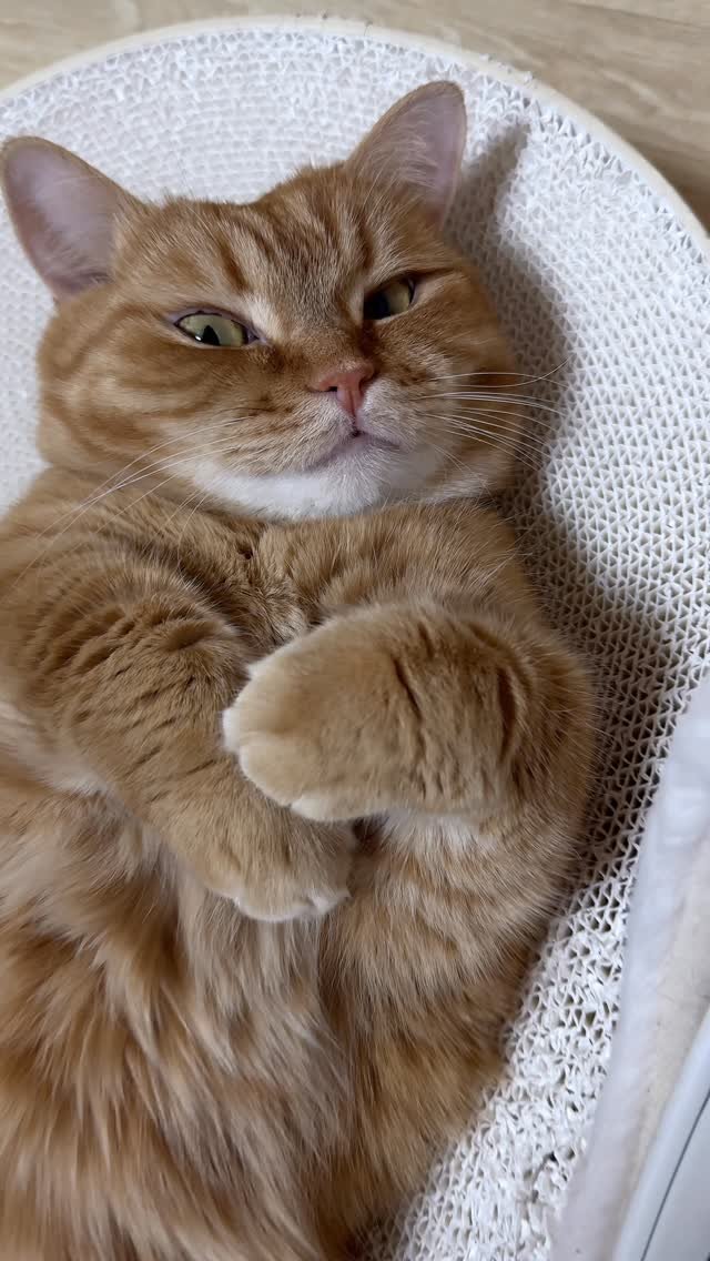 im_deokbae 게시물 이미지: 귀엽느라 피곤하지? 🌝🩷

#cute #고양이 #고양이일상 #kitty #reels