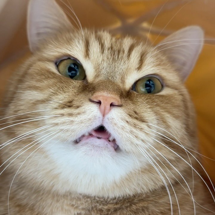 im_deokbae 게시물 이미지: 2026년인 것 실감못하는 내 얼굴이쟈나…
2026년 첫 새해맞이 브이로그 업데이트...