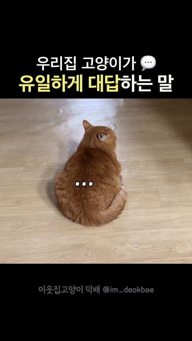 im_deokbae 게시물 이미지: 다 들리는데도 대답안하는거 킹받네🌝💦
근디 덕배 5트 다 무시하고 밥주까에만...