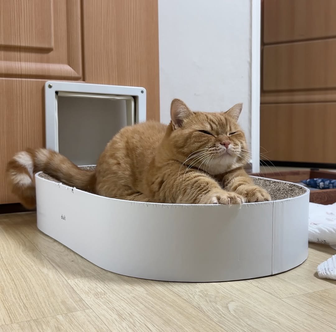 Photo by 이웃집고양이 덕배 on January 01, 2026. May be an image of kitten, Persian cat, Abyssinian cat and text.