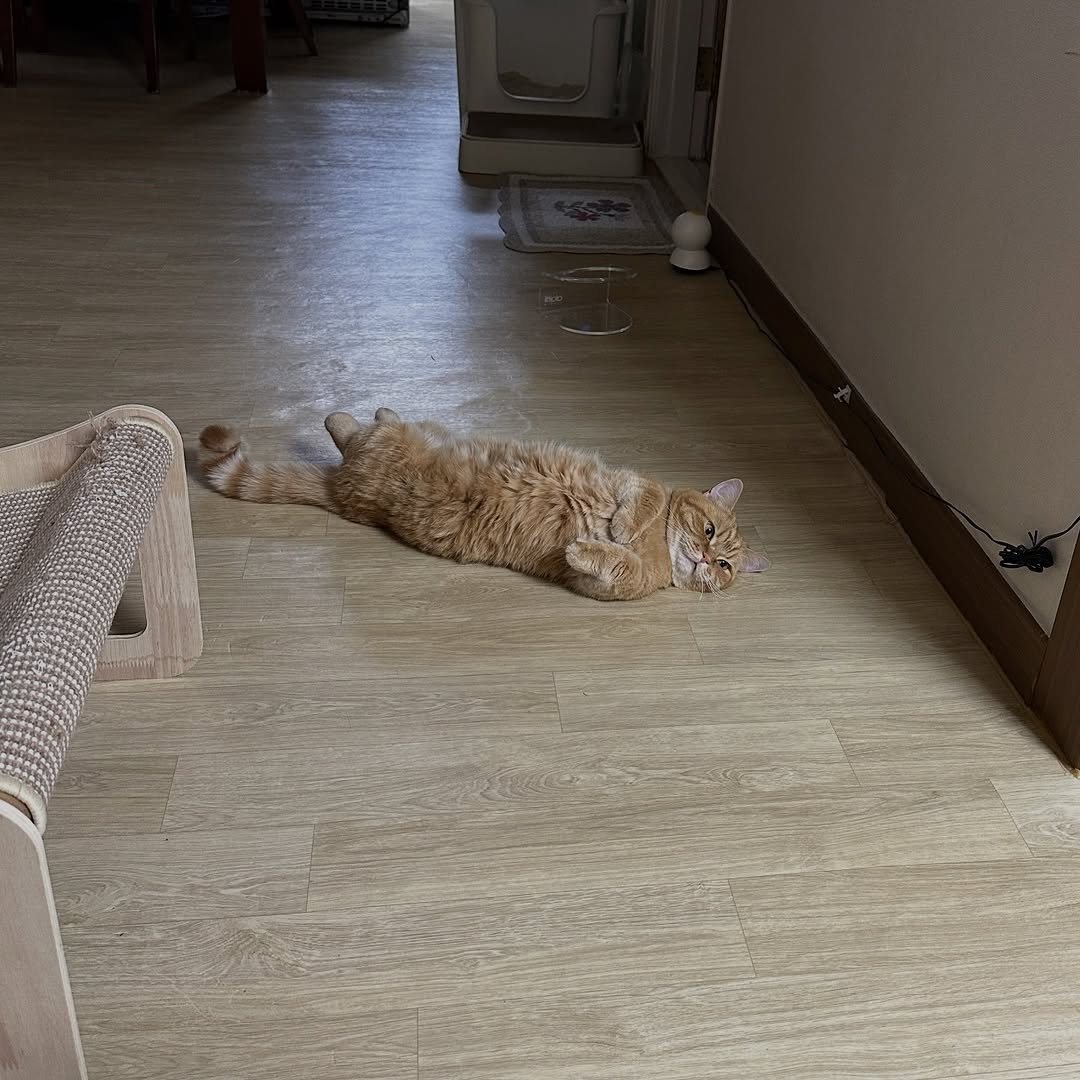 Photo by 이웃집고양이 덕배 on April 18, 2026. May be an image of ragdoll cat, Abyssinian cat, Persian cat, kitten, carpet and text.