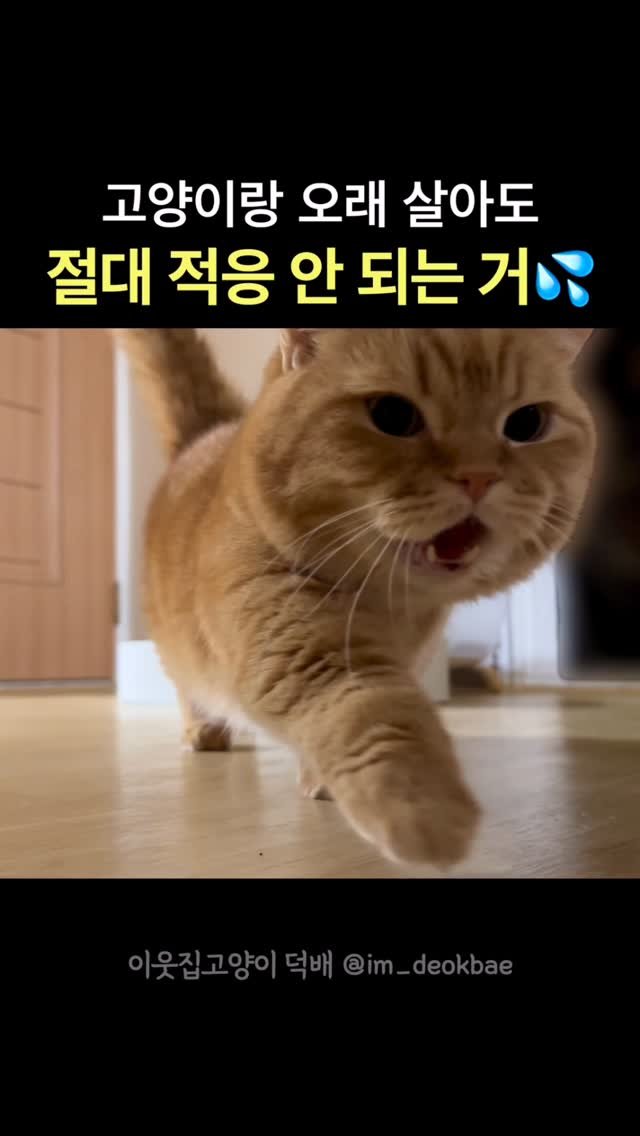 im_deokbae 게시물 이미지: 적응 못 해! 적응 안 해!!!! ㅠㅠ❤️❤️❤️ 

#고양이릴스 #reel...