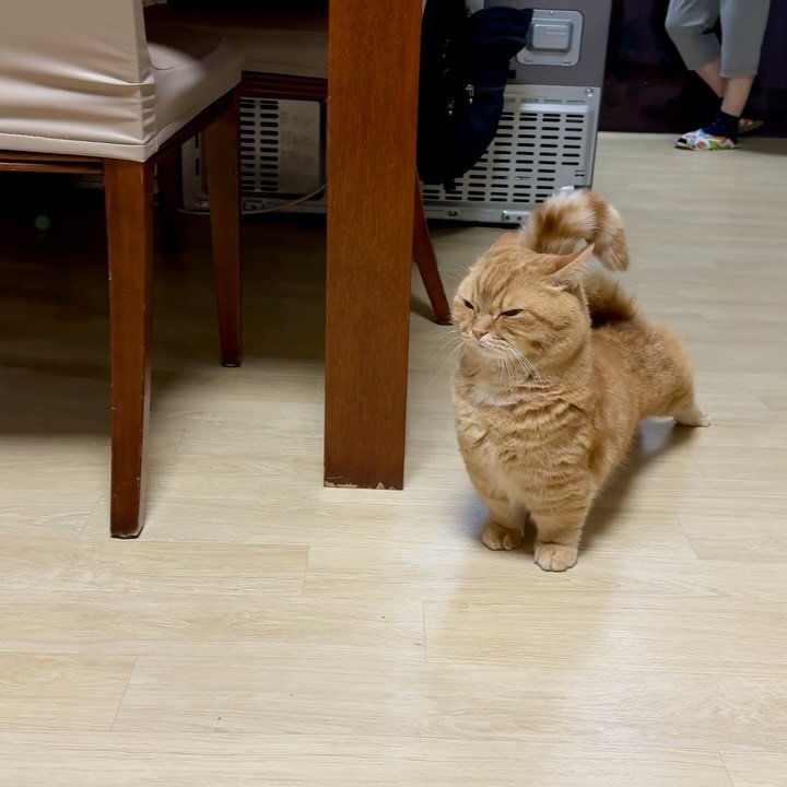 im_deokbae 게시물 이미지: 기지개 뭔데 귀요웁다?!🧡 
이번주 브이로그 업로드 완료 🌝

#cute #고양이...