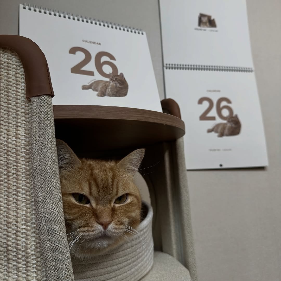 Photo by 이웃집고양이 덕배 on December 13, 2025. May be an image of Abyssinian cat, kitten, calendar and text.