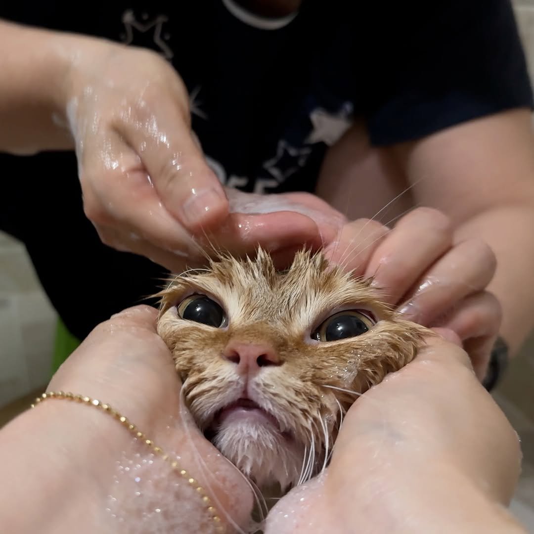 im_deokbae 게시물 이미지: 잊을만하면 찾아오는 삶의 굴곡
굴곡진 브이로그 업로드 완료🙌🏻💦

#고양이 #냥빨...