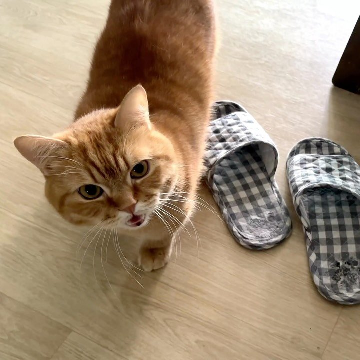 im_deokbae 게시물 이미지: 레서팬더냐🐱❤️ 우리집 새침왕자
📢 덕배 브이로그 업로드 완료 🙌🏻

#고양이일상...