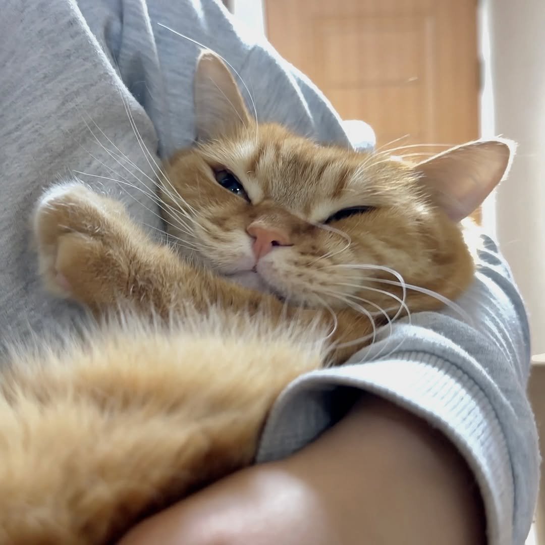 Photo by 이웃집고양이 덕배 on January 11, 2026. May be an image of Abyssinian cat, kitten, Persian cat and text.