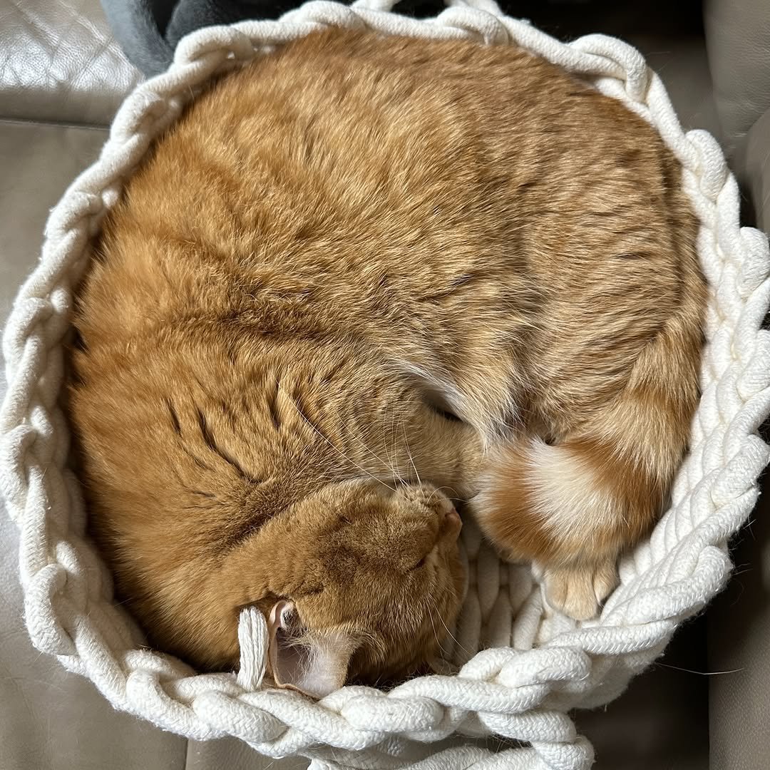 Photo by 이웃집고양이 덕배 on March 16, 2026. May be an image of kitten, Abyssinian cat, basket, beanbag chair and text.