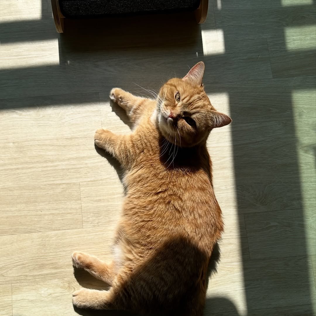 Photo by 이웃집고양이 덕배 on April 10, 2026. May be an image of Abyssinian cat, kitten and text.