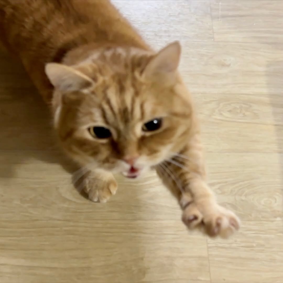 Photo by 이웃집고양이 덕배 on April 12, 2026. May be an image of Abyssinian cat, kitten and text.