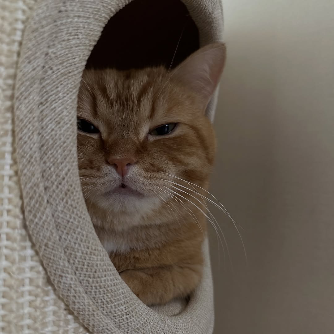Photo by 이웃집고양이 덕배 on September 26, 2025. May be an image of kitten, Abyssinian cat, Persian cat and text.