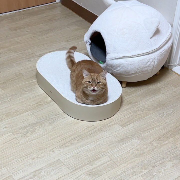 im_deokbae 게시물 이미지: 덕배숭이와 💬 브이로그 업로드 완료❤️ 
🐱 : 난리부르스
👩🏻 : 왜? 
🐱 :...